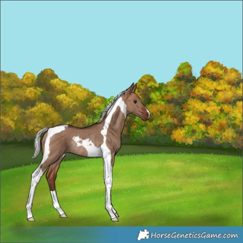 Horse Color:Silver Bay Dun Tobiano Rabicano
