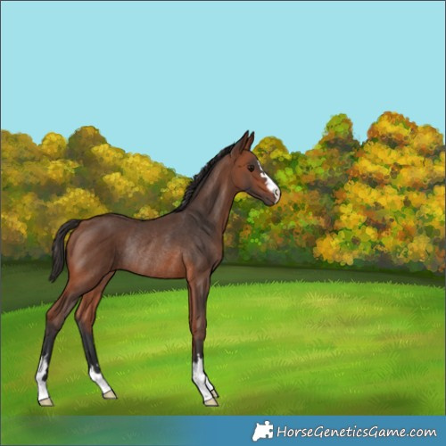 Horse Color:Bay Rabicano 