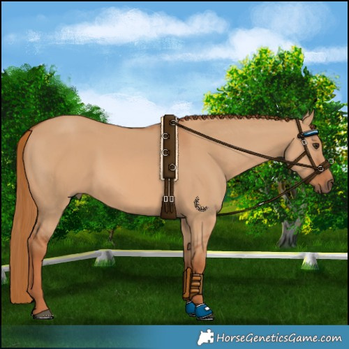 Horse Color:Red Dun