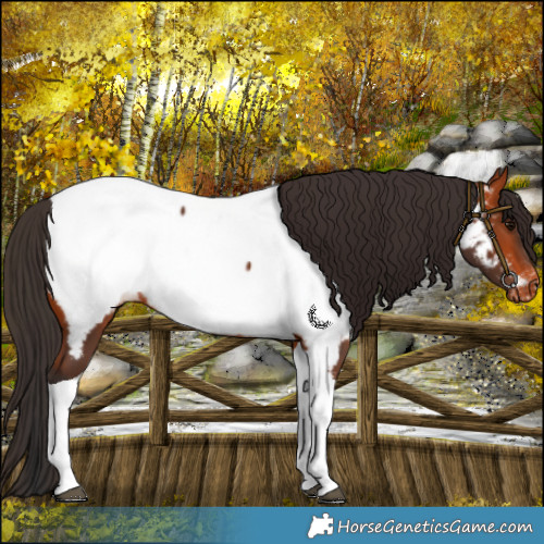 Horse Color:Bay Tobiano Near Fewspot Rabicano 