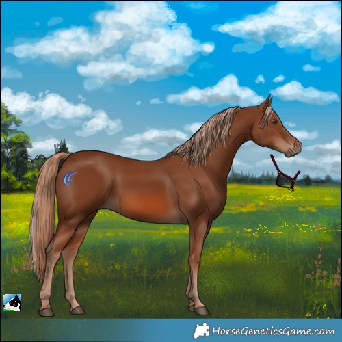 Horse Color:Chestnut 