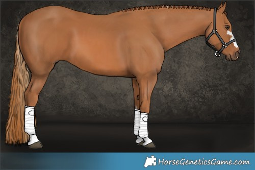 Horse Color:Chestnut and Chestnut