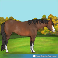 Horse Color:Bay Rabicano 