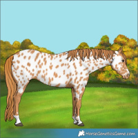 Horse Color:Chestnut Appaloosa 