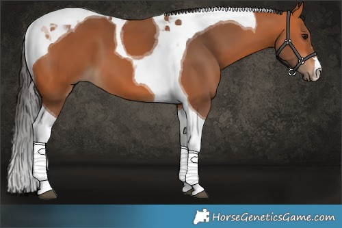 Horse Color:Bay Tobiano 