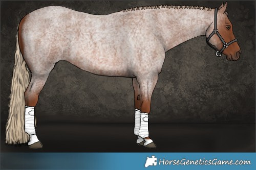 Horse Color:Red Roan Tobiano 