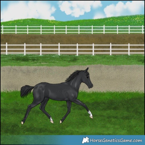 Horse Color:Black 