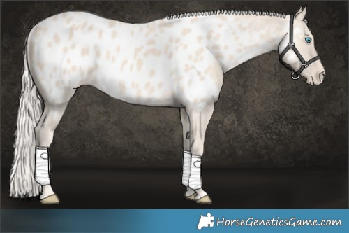 Horse Color:Cremello Near Leopard