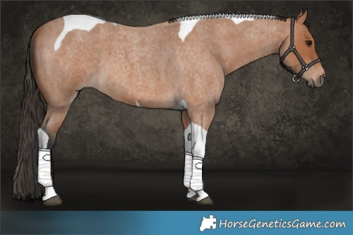 Horse Color:Bay Roan Tobiano 