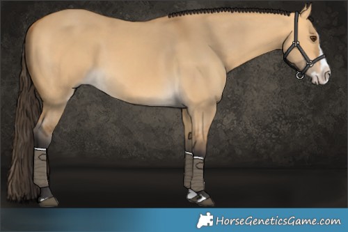 Horse Color:Buckskin Dun Splash
