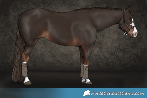 Horse Color:Liver Chestnut 