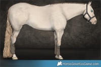 Horse Color:Perlino Dun