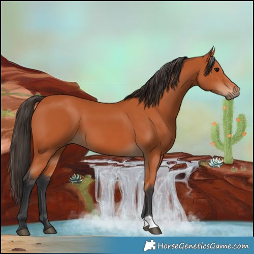 Horse Color:Bay 