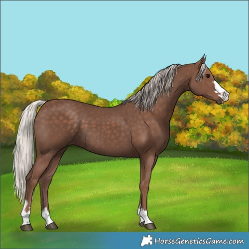 Horse Color:Silver Black 