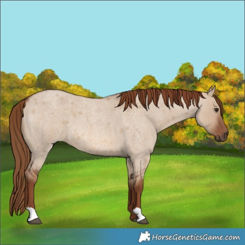 Horse Color:Red Dun Roan