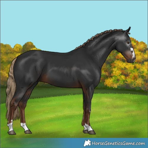 Horse Color:Gray Liver Chestnut 