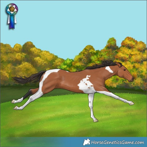 Horse Color:Bay Tobiano