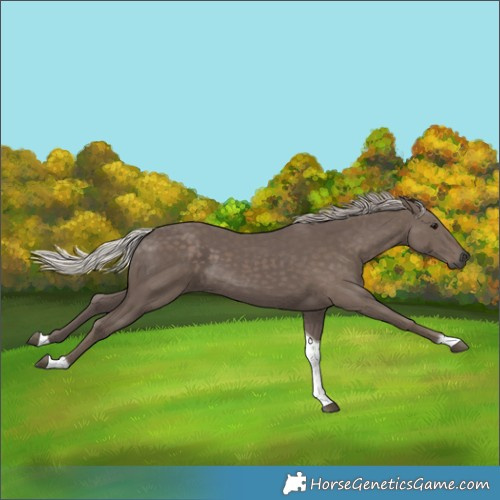 Horse Color:Silver Black Tobiano 