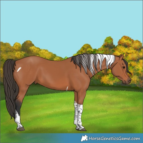 Horse Color:Bay Tobiano
