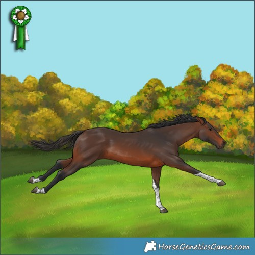 Horse Color:Brown Tobiano 