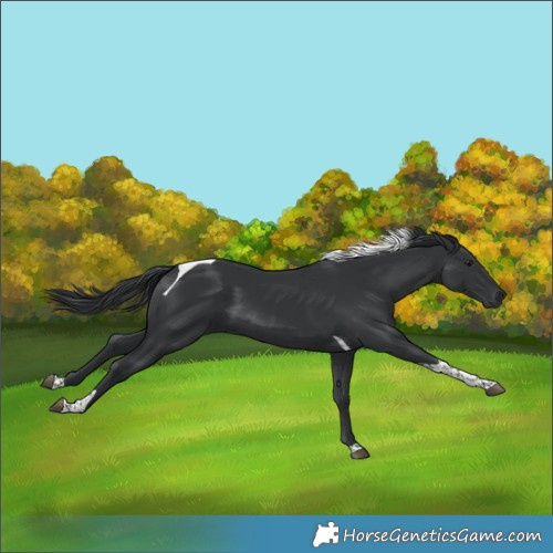 Horse Color:Black Tobiano 