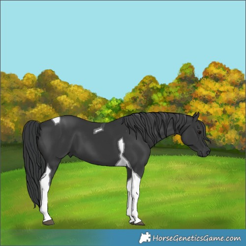 Horse Color:Black Tobiano