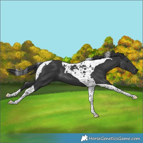Horse Color:Black Tobiano