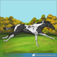 Horse Color:Black Tobiano 