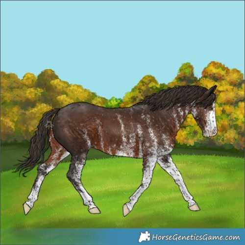 Horse Color:White Spotted Liver Chestnut 
