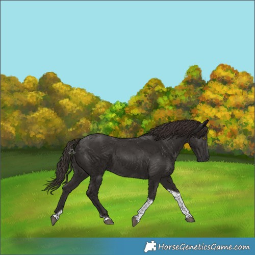 Horse Color:Liver Chestnut Tobiano 