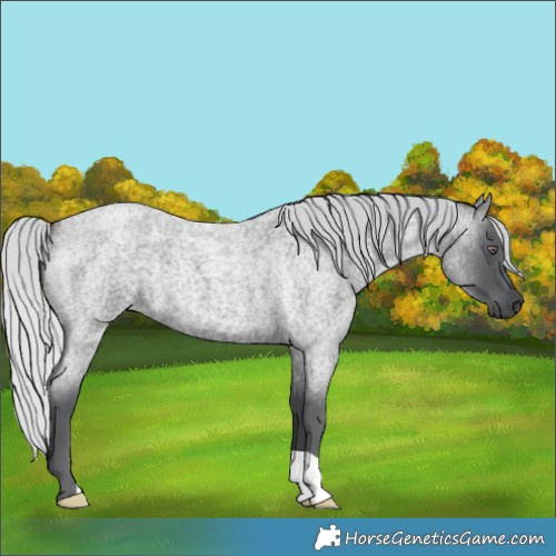Horse Color:Silver Blue Chinchilla Roan 
