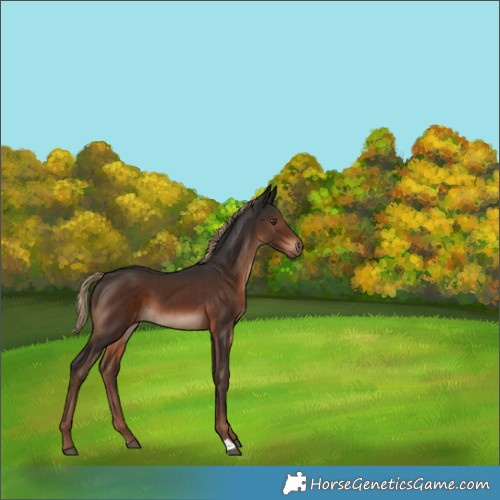 Horse Color:Liver Chestnut 
