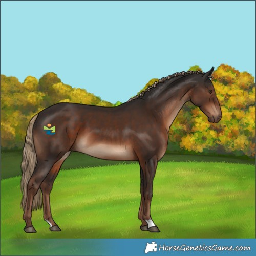 Horse Color:Liver Chestnut 