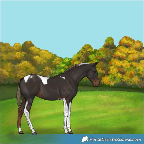 Horse Color:Liver Chestnut Tobiano 