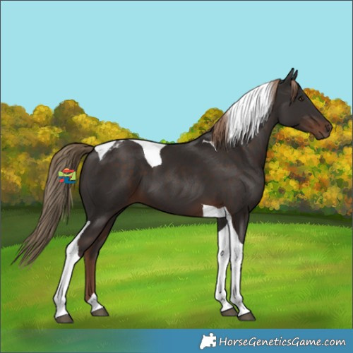 Horse Color:Liver Chestnut Tobiano 