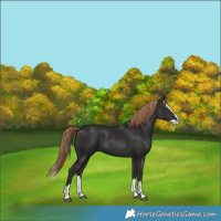 Horse Color:Liver Chestnut Splash 