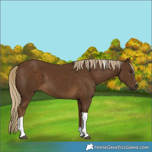 Horse Color:Chocolate Palomino Tobiano 