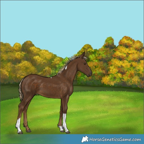 Horse Color:Chocolate Palomino Tobiano