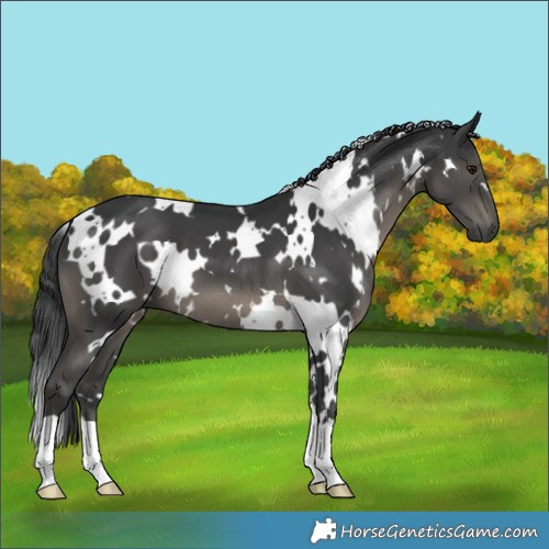 Horse Color:White Spotted Black Mushroom
