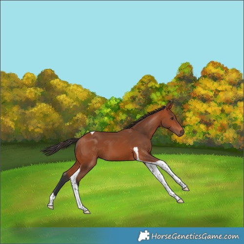 Horse Color:Bay Tobiano