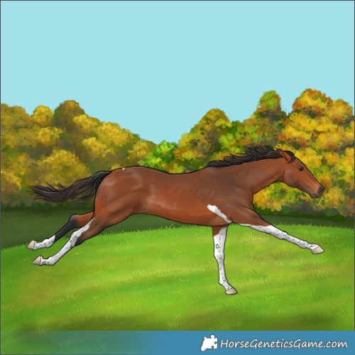 Horse Color:Bay Tobiano
