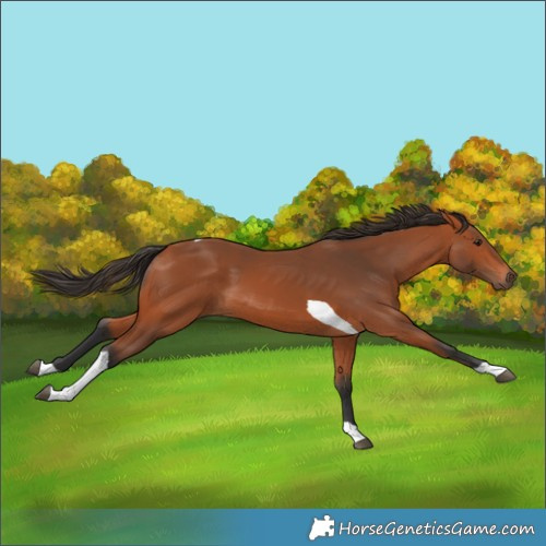 Horse Color:Bay Tobiano
