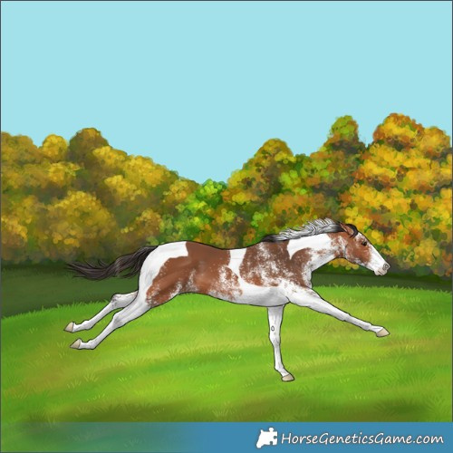 Horse Color:White Spotted Bay Tobiano