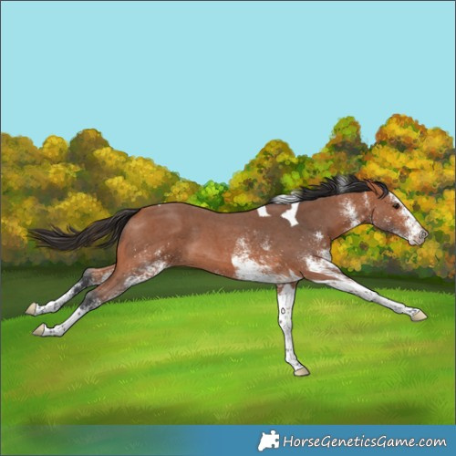 Horse Color:White Spotted Bay Tobiano 