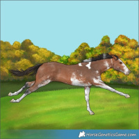 Horse Color:White Spotted Bay Tobiano 