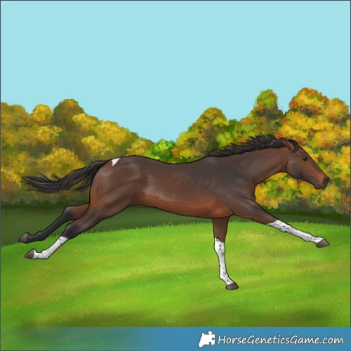 Horse Color:Brown Tobiano