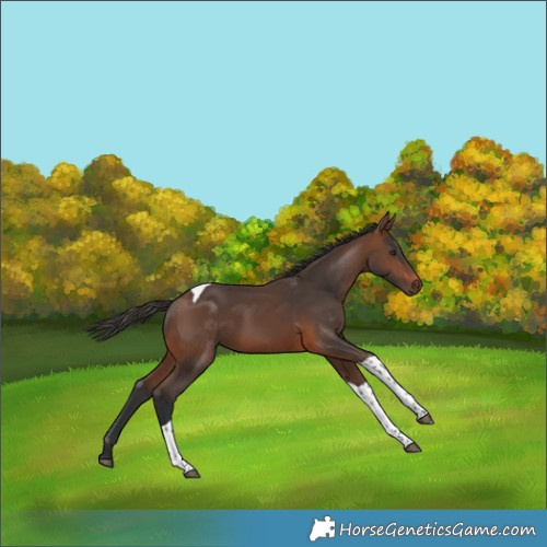 Horse Color:Brown Tobiano