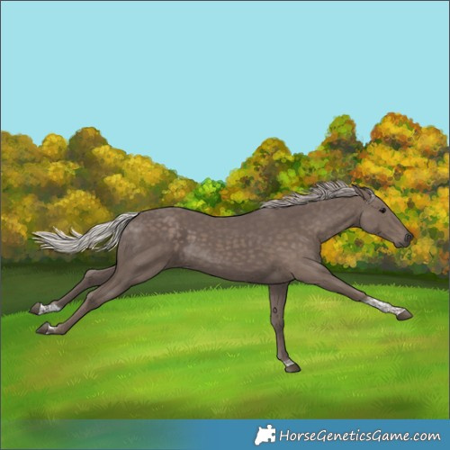 Horse Color:Silver Black Tobiano