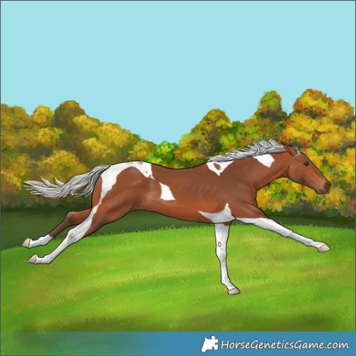 Horse Color:Silver Bay Tobiano 