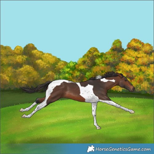 Horse Color:Brown Tobiano